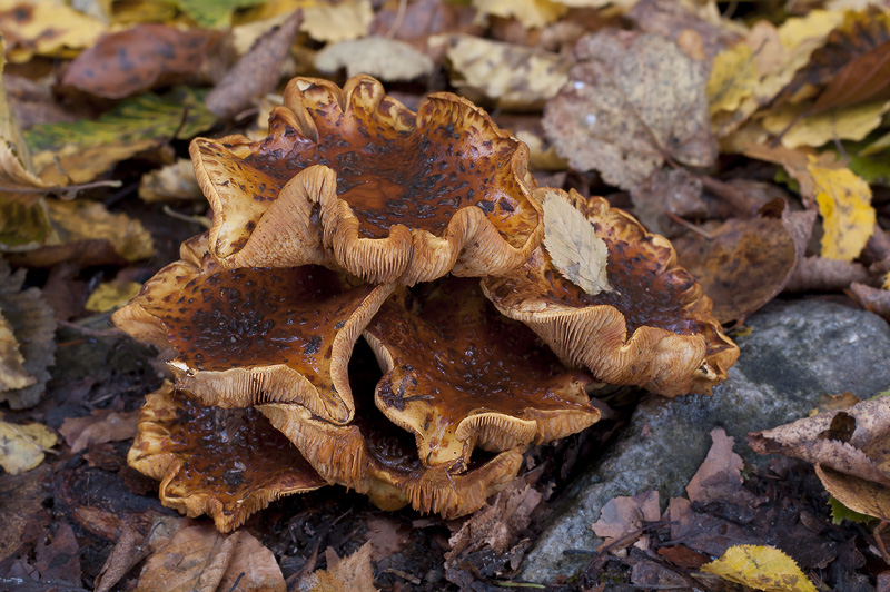 Pholiota jahnii